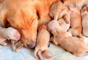 Hamile Köpek Bakımı ve Beslenmesi