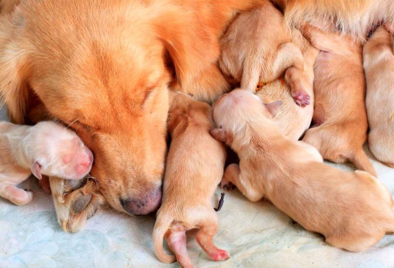 Hamile Köpek Bakımı ve Beslenmesi