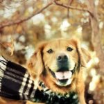 Kış Aylarında Köpek Bakımı