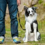 Köpek Eğitimi Nasıl Verilir?