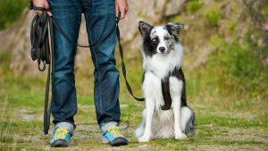 Köpek Eğitimi Nasıl Verilir?