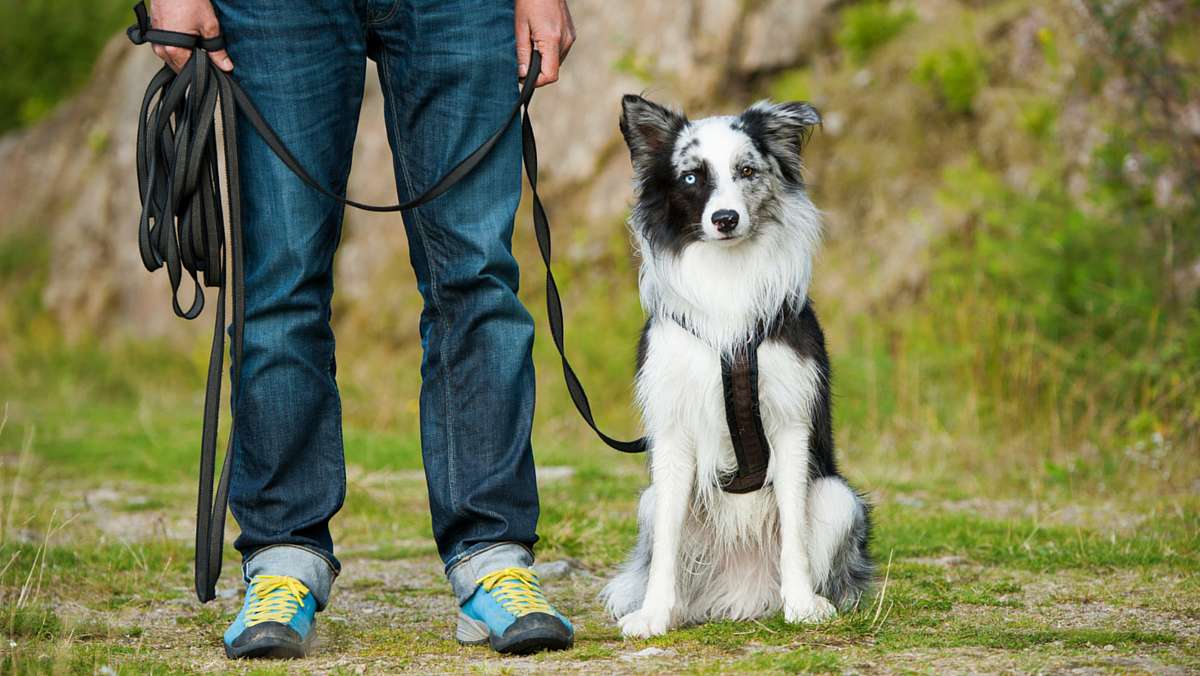 Köpek Eğitimi Nasıl Verilir?