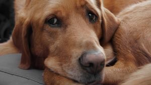 Köpekler Neden Ağlar?