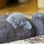 Kedi Kumu Seçimi