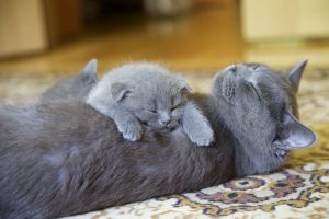 Hangi Kedi Kumu Daha İyi