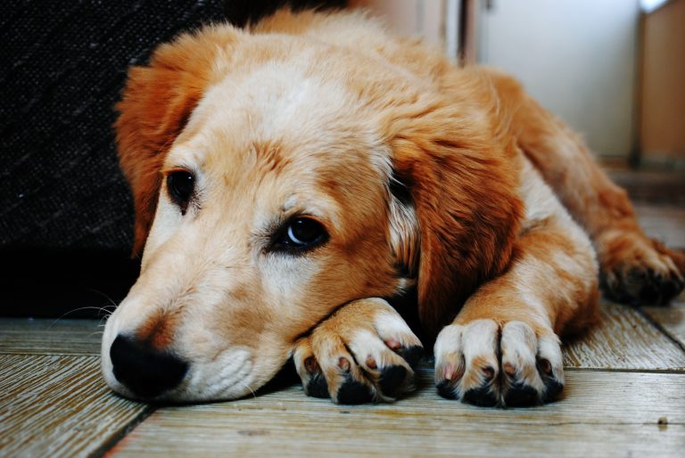 Apartmanda Köpek Besleme İle İlgili Hukuk Kuralları