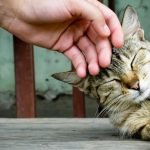 Kedi Korkusu