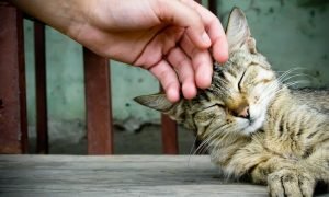 Kedi Korkusu Nedir? Nasıl Aşılır?