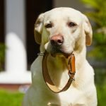 Köpek Tasması