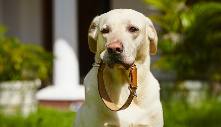 Köpek Tasması Seçerken Dikkat Edin!