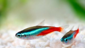 Balıklarda Neon Tetra Hastalığı