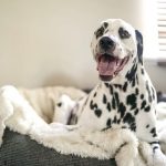 Evdeki Malzemelerle Nasıl Köpek Yatağı Yapılır?