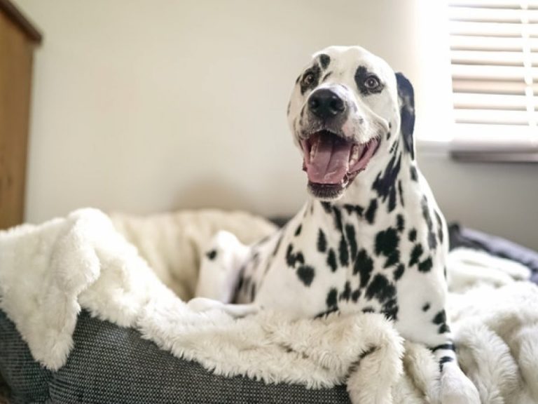 Evdeki Malzemelerle Nasıl Köpek Yatağı Yapılır?