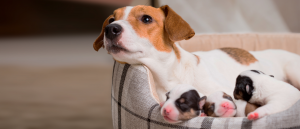 Hamile Köpekler için Vitaminler