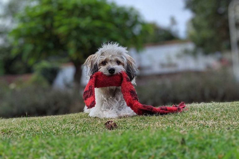 Köpek Yatağı Nasıl Olmalı