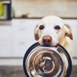 Köpekler için Ek Besinler
