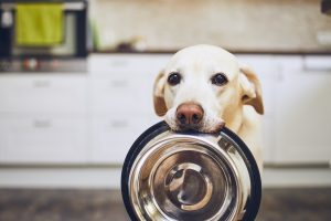 Köpekler için Ek Besinler