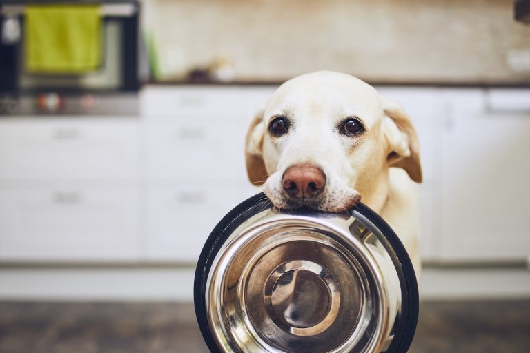 Köpekler için Ek Besinler
