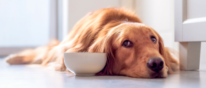 Köpeğiniz için Kilo Aldırıcı Vitaminler