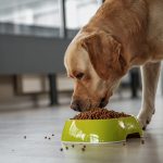 D Vitamini Eksikliğinin Köpekler Üzerindeki Etkisi