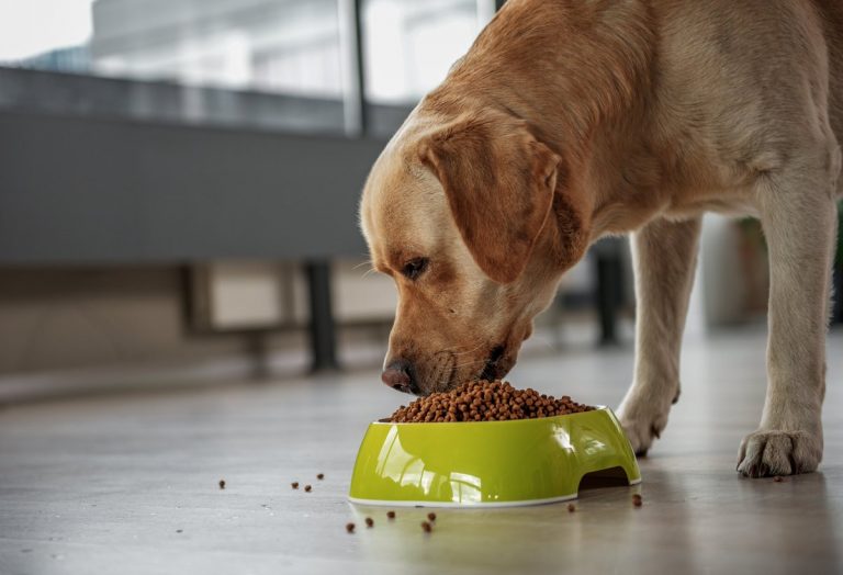 D Vitamini Eksikliğinin Köpekler Üzerindeki Etkisi