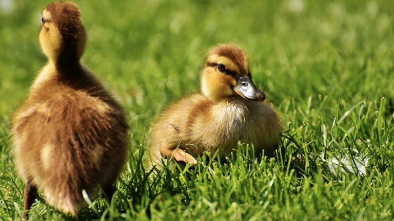 Ördek Bakımı ve Dikkat Etmeniz Gerekenler