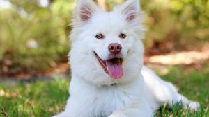 Sağlıklı Köpek Tüyleri için Vitamin