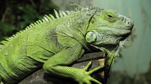 İguana Bakımı ve Dikkat Etmeniz Gerekenler