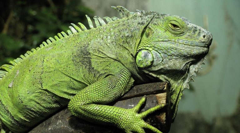 İguana Bakımı ve Dikkat Etmeniz Gerekenler