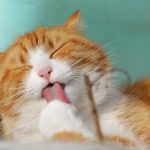 Kedi Irkları Nelerdir?