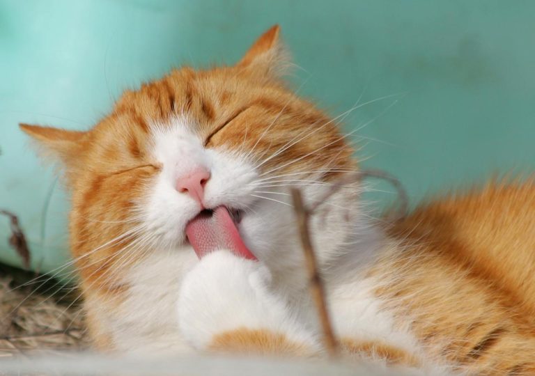 Kedi Irkları Nelerdir?