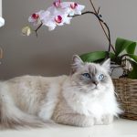 Kedilerde Menopoz: Nedir, Nasıl Ele Alınmalıdır?
