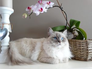 Kedilerde Menopoz: Nedir, Nasıl Ele Alınmalıdır?