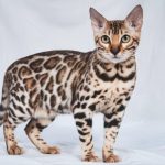 5 Popüler Kısa Tüylü Kedi Cinsi